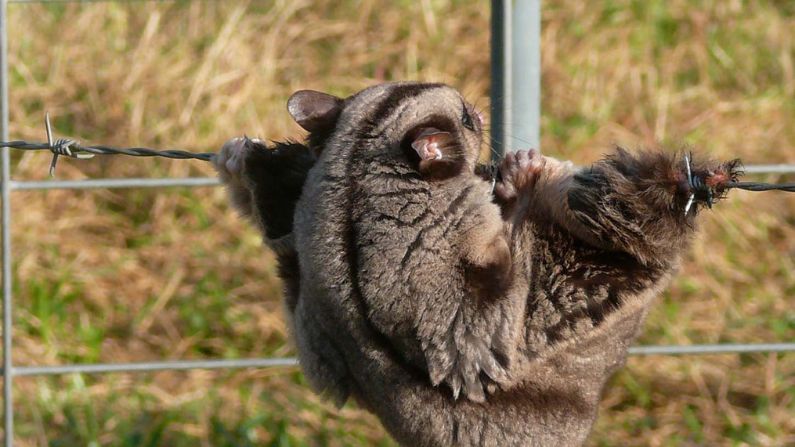 Mahogany glider trapped in barbed wire Daryl Dickson 795x447px