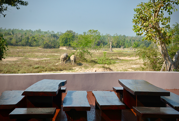 Amazing view of elephants and other wildlife from the eco-lodge.