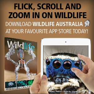 Download Wildlife Australia app from Apple Newsstand, Google Play, iTunes or www.pocketmags.com Download Wildlife Australia app from Apple Newsstand, Google Play, iTunes or www.pocketmags.com