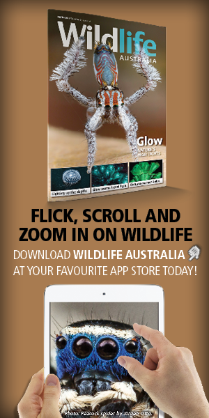 Download Wildlife Australia app from Apple Newsstand, Google Play, iTunes or www.pocketmags.com Download Wildlife Australia app from Apple Newsstand, Google Play, iTunes or www.pocketmags.com